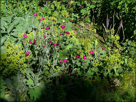 Alchemille et coquelourde