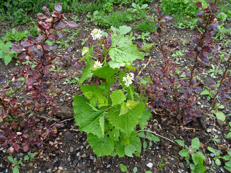 Alliaire officinale