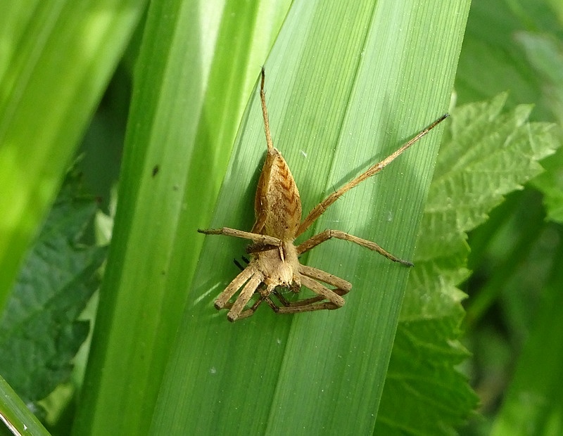 Pisaure admirable (Pisaura mirabilis)