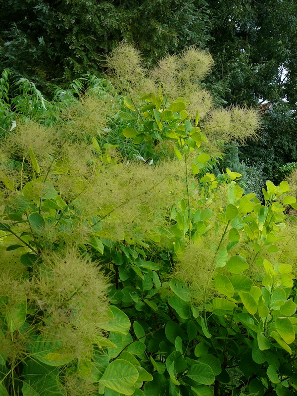 Cotinus ou arbre  perruques