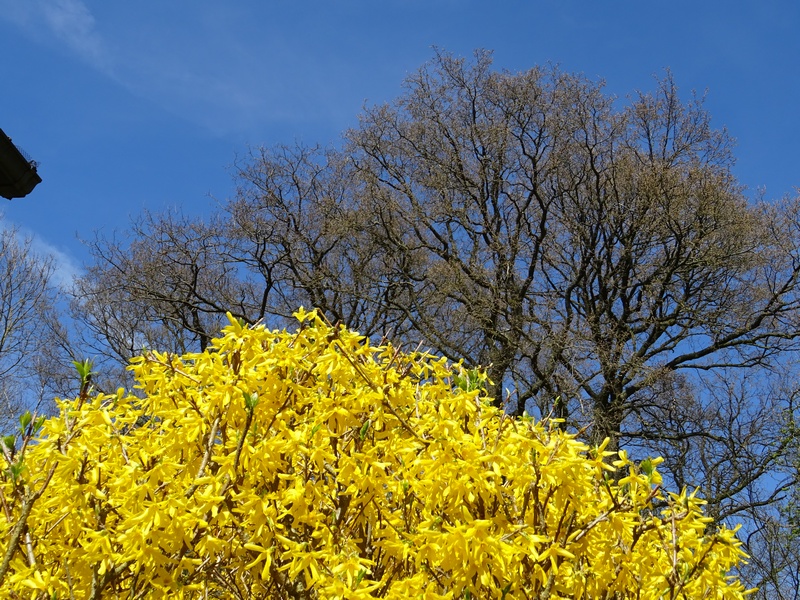 Forsythia