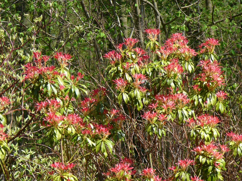 Pieris japonica forest flame