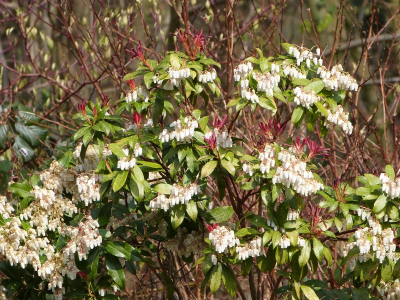 Pieris japonica forest flame en fleurs