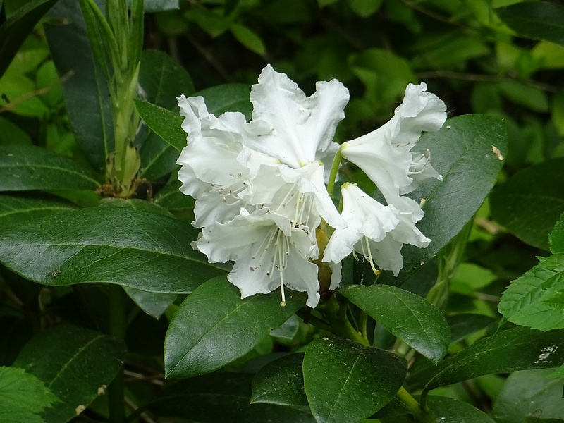 Rhododendron blanc