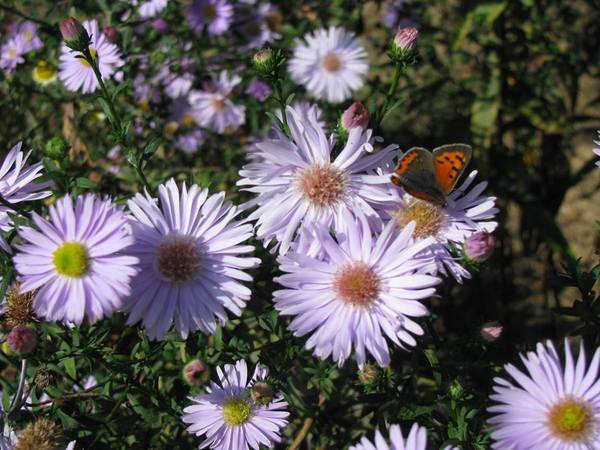 Asters