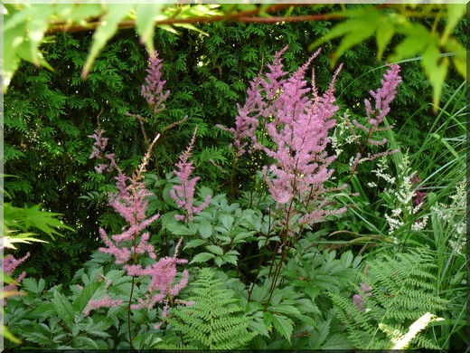 Astilbes