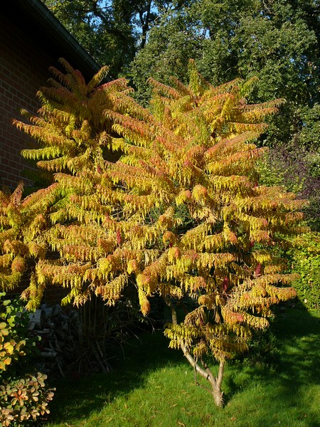 Sumac de Virginie