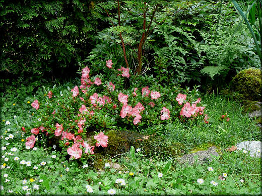 Azalea japonica frosted