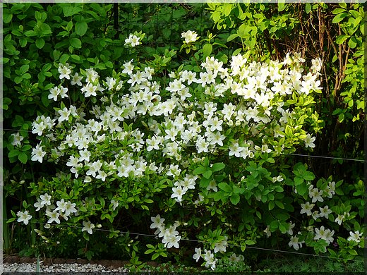 Azale blanche