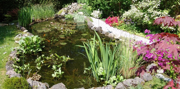 Jardin des Haies : bassin  poissons