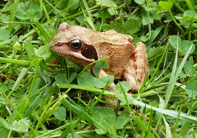 Grenouille rousse