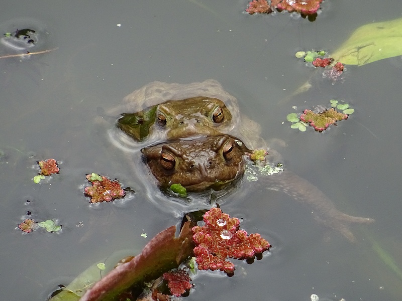 Couple de crapauds