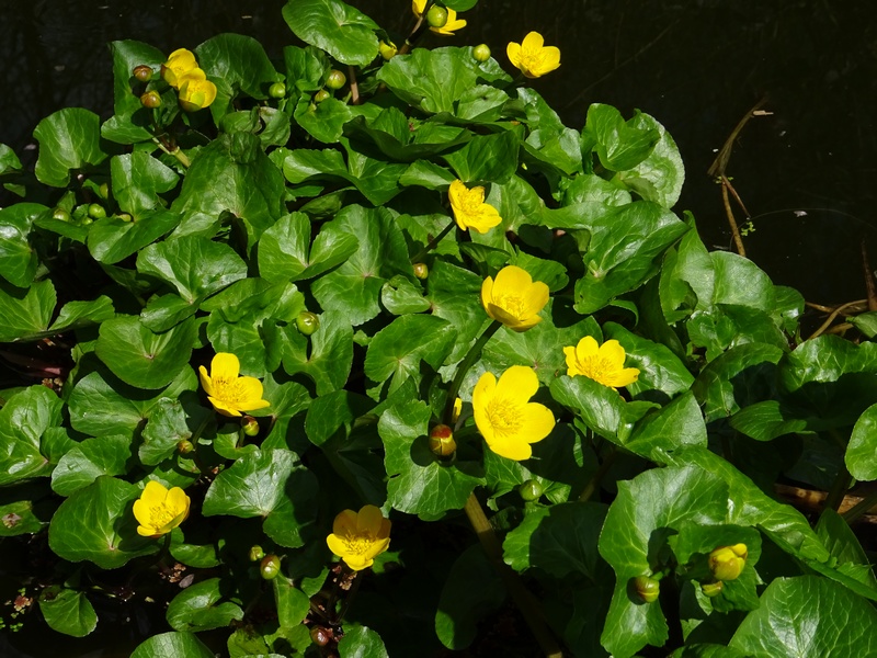 Caltha palustris