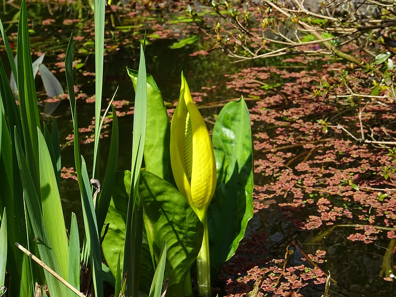 Arum d'amrique