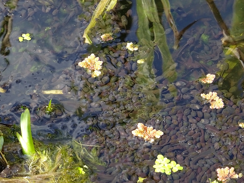 Ttards de grenouilles rousses