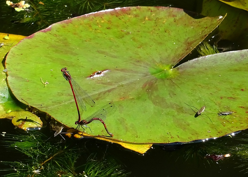 Libellules et gerris lacustris