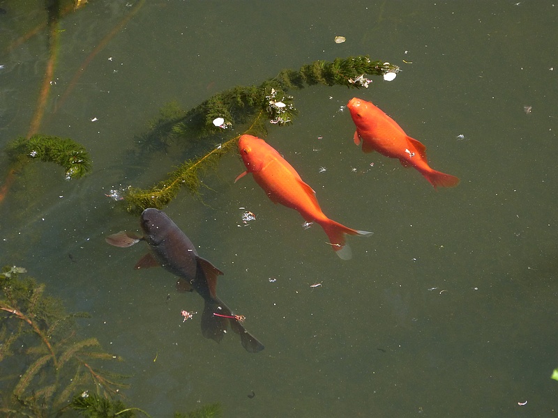 Poissons rouges