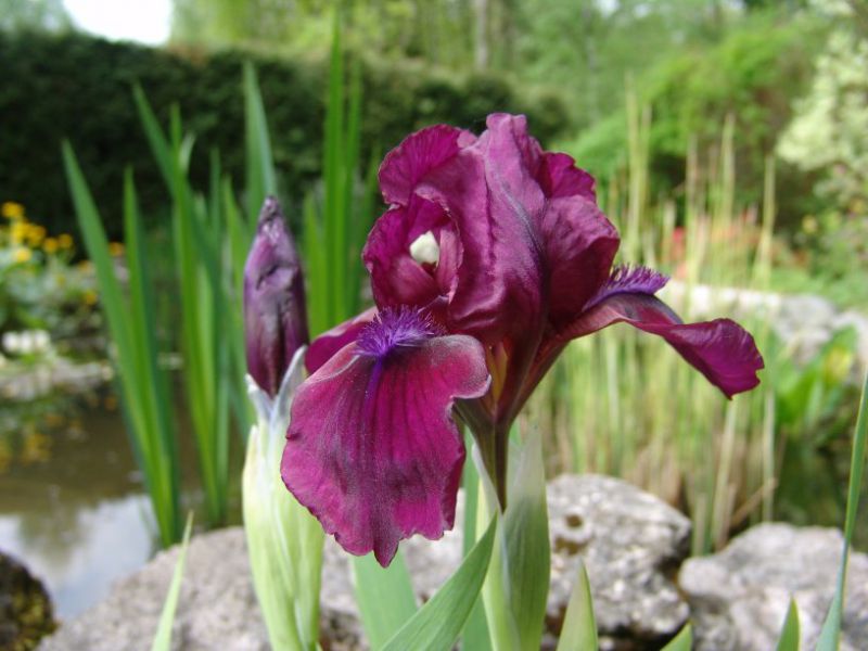 Iris pseudacorus