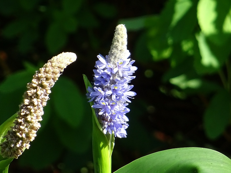 Fleur de pontdrie