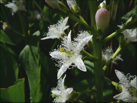 Trfle d'eau en fleurs