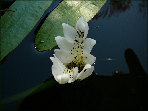 Fleur d'pis d'eau