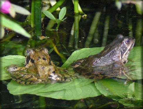 Grenouilles rousses