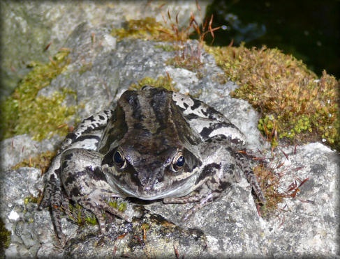 Grenouille rousse