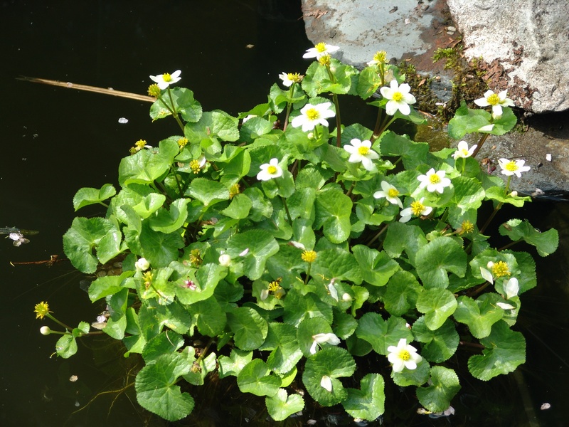 Caltha palustris alba