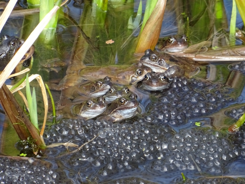 Grenouilles rousses