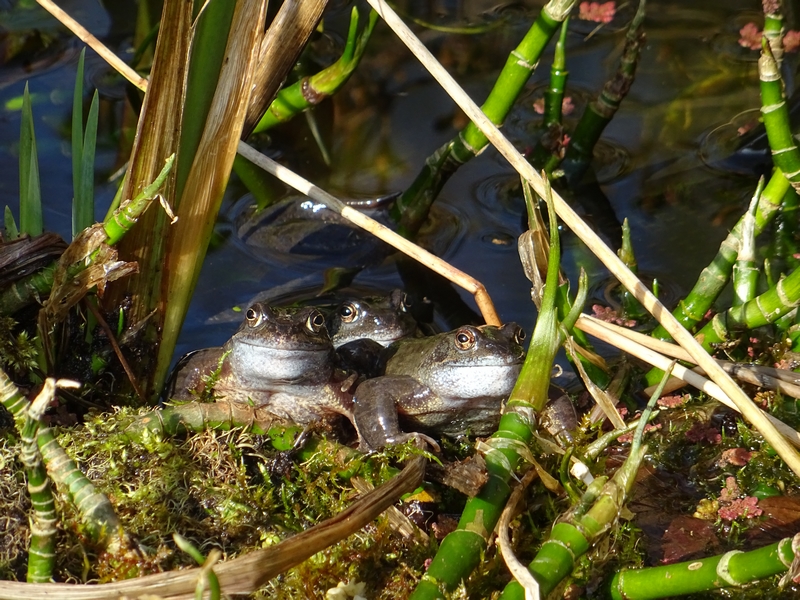 Grenouilles rousses