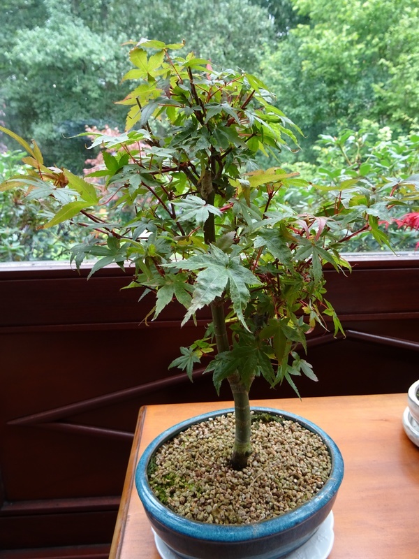 Bonsa acer plamatum deshojo