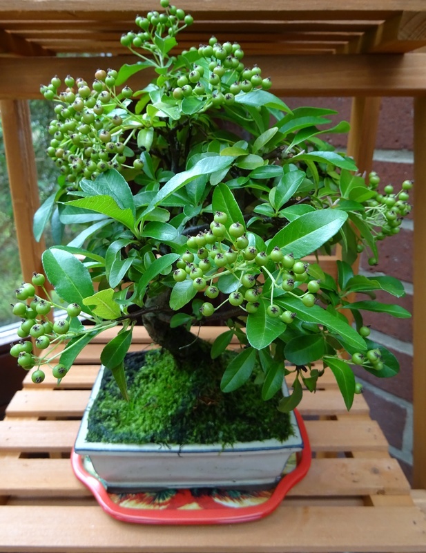 Bonsa pyracantha