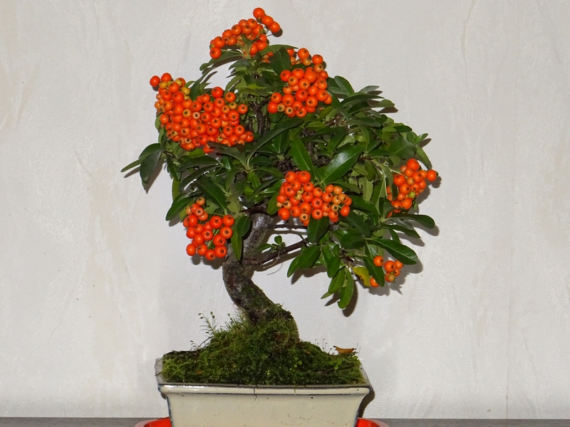 Bonsa pyracantha (automne)