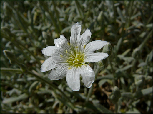 Cerastium