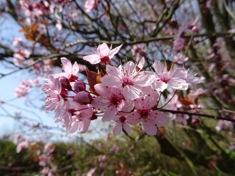 Cerisier du Japon en fleurs