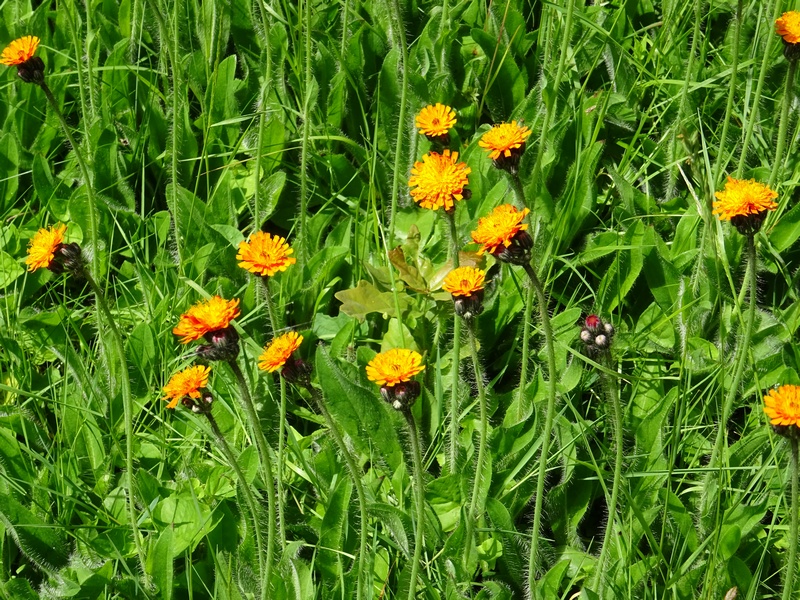 Piloselle orange (Pilosella aurantiaca)