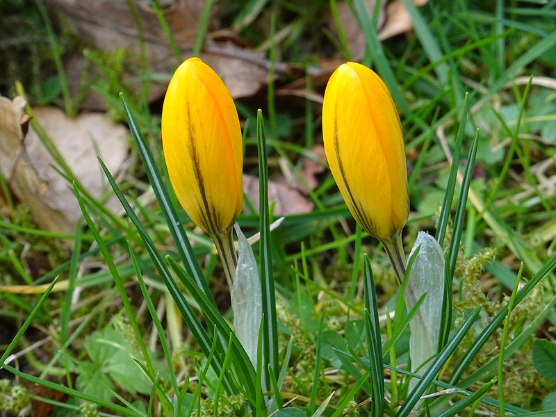 Crocus