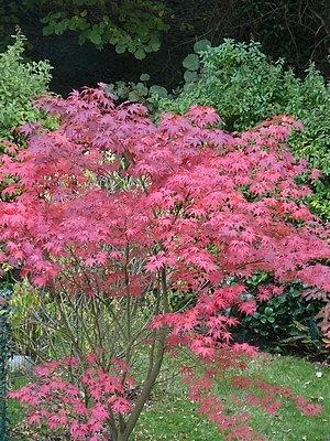 Acer palmatum atropurpureum