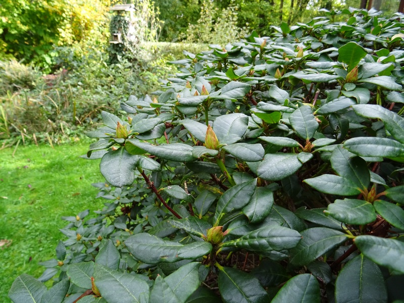 Haie de rhodo