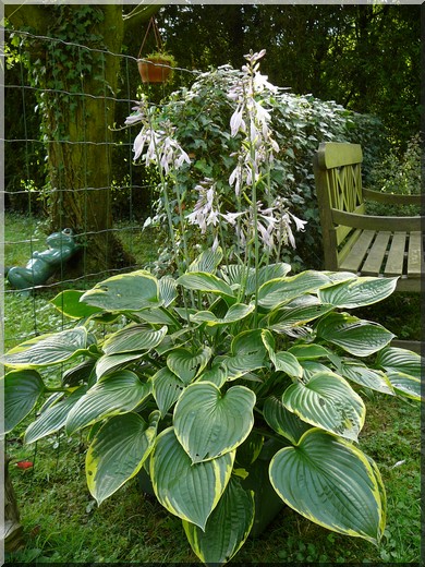 Hosta