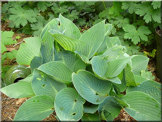 Hosta