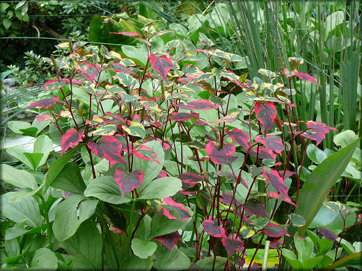 Houttuynia cordata cameleon