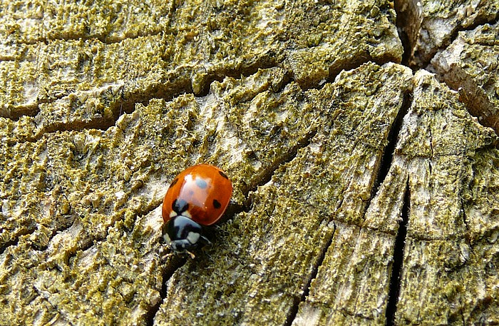 Coccinelle