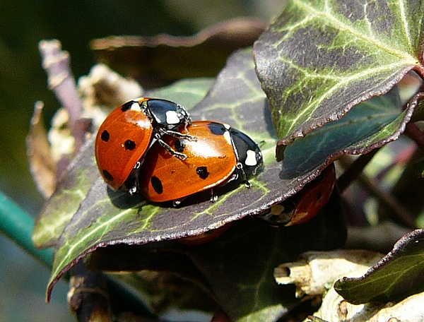 Coccinelles