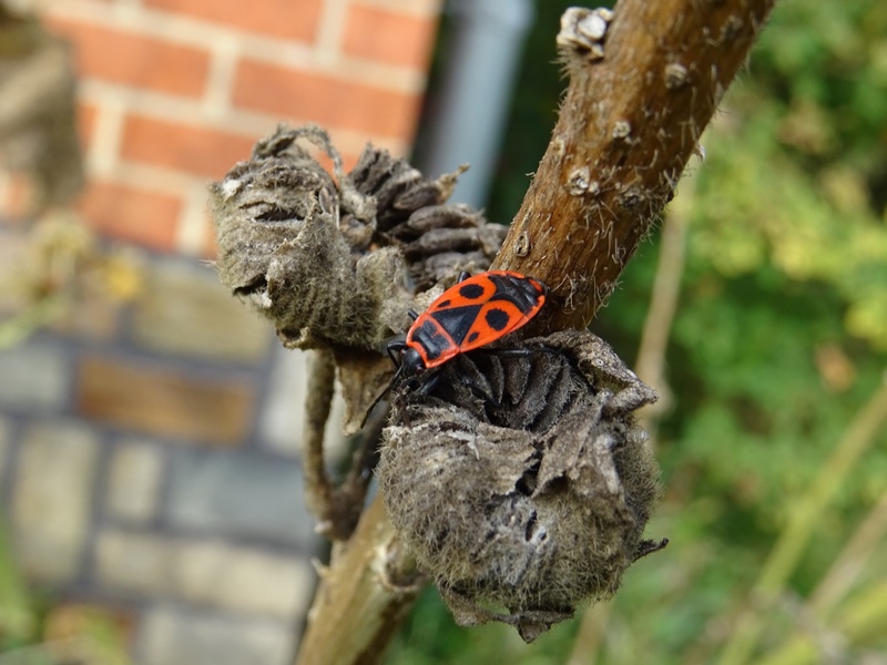 Gendarme suisse (Pyrrhocoris apterus)