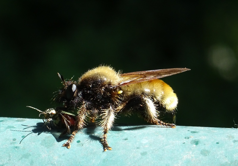 Laphria flava ou Laphrie jaune