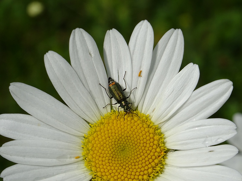 Malachius bipustulatus ou Malachie  deux taches