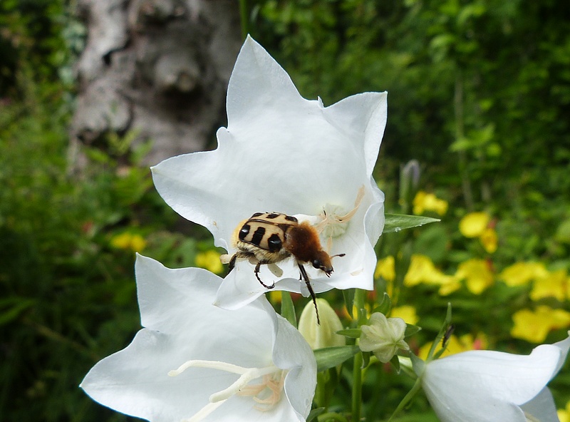 Trichie gauloise (Trichius gallicus)