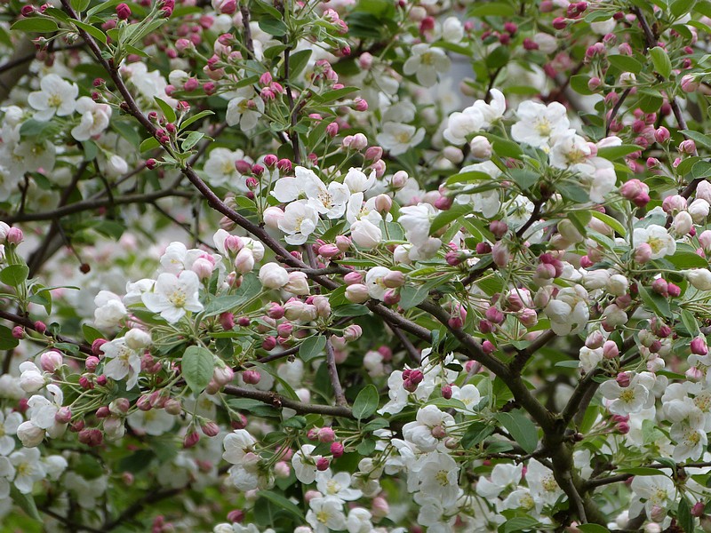 Malus everest en fleurs