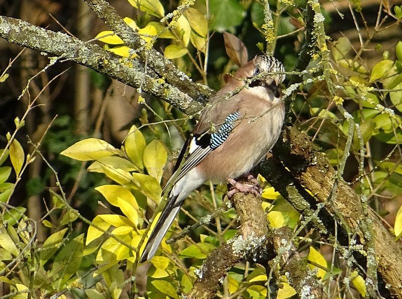 Geai des chnes (Garrulus glandarius)